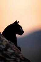 Majestic black panther resting on rock during sunset photo