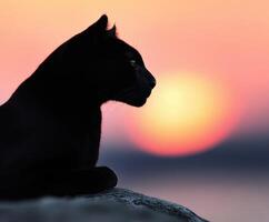 Black cat silhouetted against a colorful sunset by the water photo