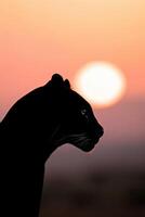 Silent silhouette of a big cat against a vibrant sunset sky photo