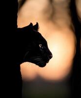 Black panther silhouette at sunset near a tree photo