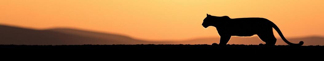 Majestic mountain lion walking at sunset near a rugged landscape photo