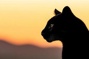 Black cat silhouette against sunset with mountains in background photo