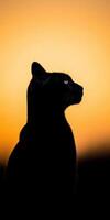 Black cat silhouette against an orange sunset background photo