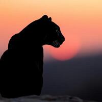 Majestic black panther silhouetted against a vibrant sunset backdrop photo