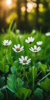 Wild flowers bloom in a sunlit green meadow during springtime photo