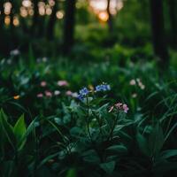 Colorful wildflowers bloom in a serene forest at sunset photo