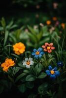 Colorful flowers blooming in a garden during a sunny afternoon photo