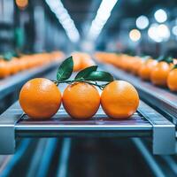 Fresh oranges on conveyor belt in fruit processing facility photo