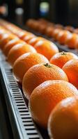 Fresh oranges lined up for packing at a citrus processing facility photo