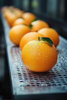 Fresh oranges on a conveyor belt in a packing facility during harvest photo