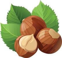 Hazelnuts with leaves showing the inside of a hazelnut vector