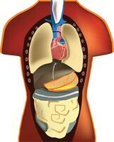 An illustration of the human body and its organs vector