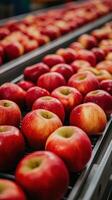 Freshly harvested red apples on display at a packing facility photo