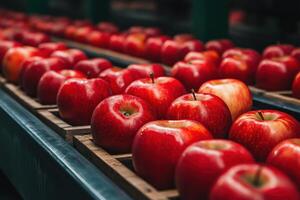 Freshly harvested red apples lined up on a wooden crate for sorting photo