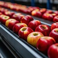 Freshly harvested apples sorted on a conveyor belt in a packing facility photo
