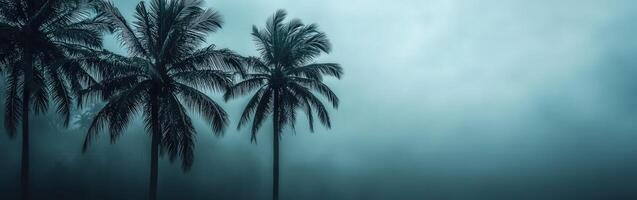 Hurricane approaching coastal area with swaying palm trees in the fog photo