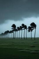 Strong winds bend palm trees during an approaching hurricane near the coast photo