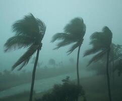 Strong winds from a hurricane bend palm trees in a coastal area photo