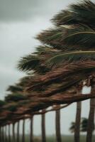 Trees bending in strong winds during a hurricane in coastal area photo