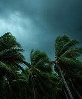 Hurricane winds whip through palm trees under dark, stormy skies photo