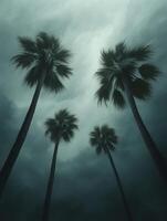 Dark skies loom over palm trees as hurricane approaches coastal area photo