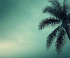 Palm tree sways in the wind as hurricane approaches coastal area at dusk photo