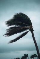 Strong winds from a hurricane bending trees near the coast at dusk photo