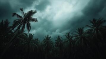 Dark skies loom over palm trees signaling an approaching hurricane photo