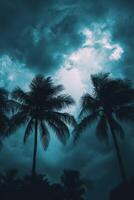 Palm trees under dramatic skies before a hurricane hits photo