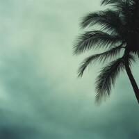 Hurricane approaching coastal area with dark clouds and palm trees photo