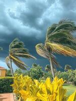 Hurricane winds bend palm trees beneath dark storm clouds photo