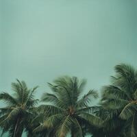 Hurricane winds sway palm trees against a turquoise sky in the tropics photo