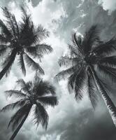 Hurricane winds swirl over palm trees under dark storm clouds photo
