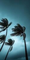 Palm trees swaying in strong winds during approaching hurricane weather photo