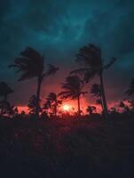 Hurricane winds lash palm trees against a dramatic sunset sky photo