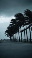Palm trees bend in strong winds during a coastal hurricane photo