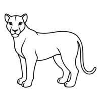 Lioness Sketches for Coloring vector