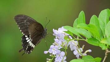 Papilio polytes butterfly sucking nectar while flying, finally flies away, slow motion video