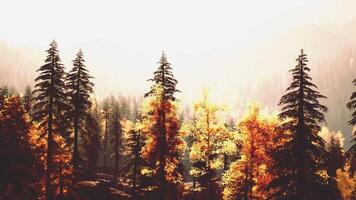 A forest filled with lots of tall trees. beautiful sunset video