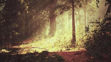 A forest filled with lots of trees and leaves video