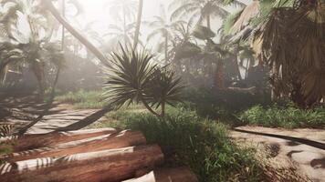 A screenshot of a jungle with palm trees video