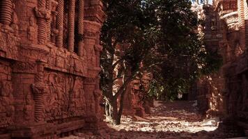 A narrow alley with a tree in the middle of it video