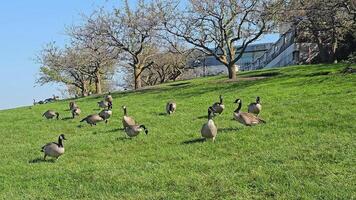 A group of geese grazing on a sunny grassy hillside surrounded by trees and open space video