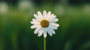 Development stages of a daisy with green background and sunlight, showcasing growth. photo