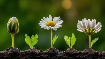 The growth stages of a daisy from bud to bloom, 5 flowers, starting from a closed bud on the left and gradually reaching full bloom on the right photo