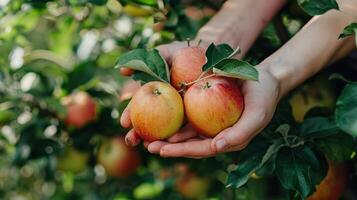 Hands holding freshly picked apples in an orchard, against a lush green apple tree backdrop photo