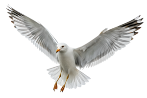 Right-hand side view, Seagull is spreading its wings and flying isolated on a transparent background png