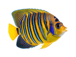 Regal Angelfish, isolated on a transparent background png
