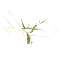 Isolated Wild field grass on transparent canvas from the top view png