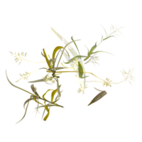 3d rendering of Leptochloa grass isolated on transparent Canvas from the top view png